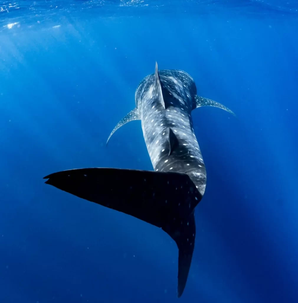 Shark Bay Dive