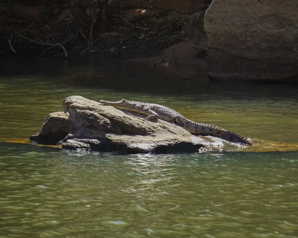 Crocodiles, Katherine Gorge